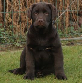 PORTEE LOF LABRADOR 100% CHOCOLAT CONFIRMEE 